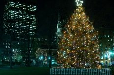 Boston Commons Christmas Tree