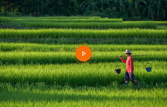 Chinese Farmer