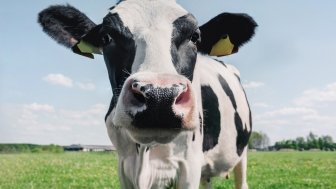 Closeup of a cow