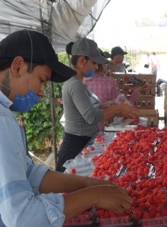 Berry picking in Mexico