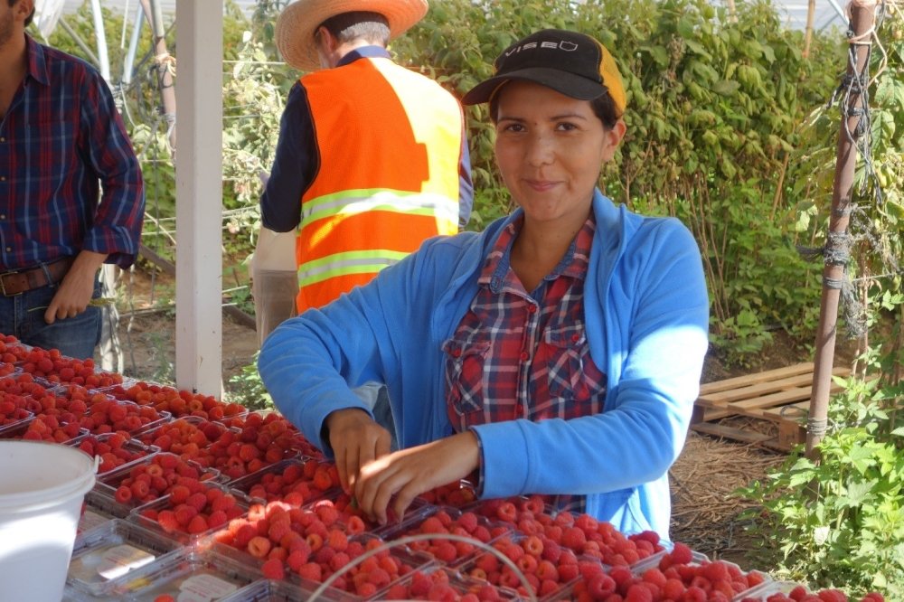 More Berries, More Workers photo2