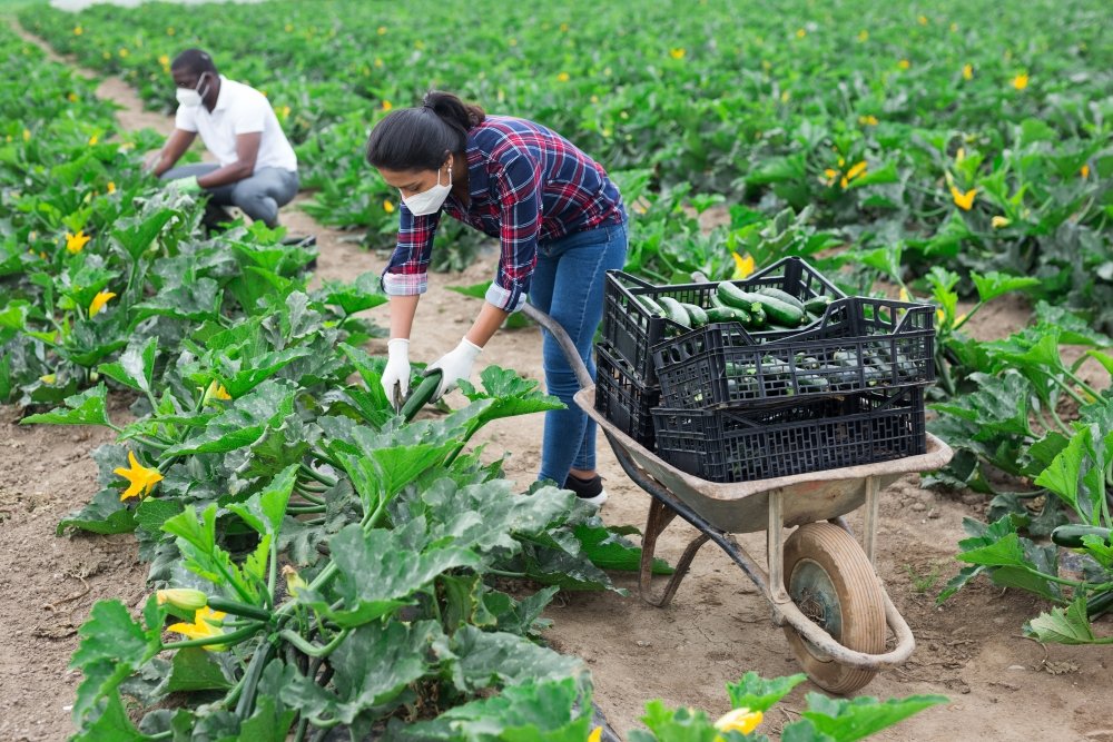 International team of farm workers wearing medical face masks harvesting zucchini. Concept of work in context of coronavirus pandemic