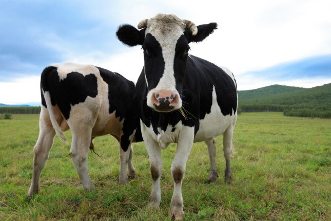 Two Chinese Dairy Cows