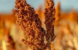 Closeup of a sorghum plant growing in a field