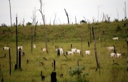 china's silent greening