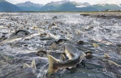 Salmon spawning