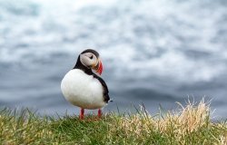 Puffin in Iceland