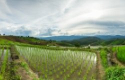 Rice Fields