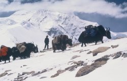 yaks